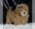 Small Photo #15 Maltipoo (Miniature) Puppy For Sale in WARSAW, IN, USA