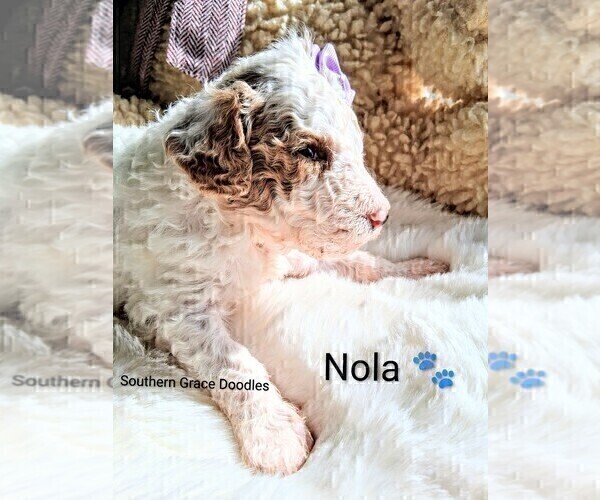 Medium Photo #12 Goldendoodle (Miniature) Puppy For Sale in GASTONIA, NC, USA