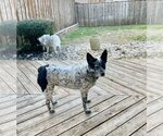Small Photo #3 Mutt Puppy For Sale in Dallas, TX, USA