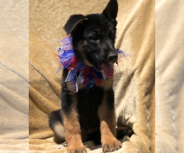 Medium Photo #3 German Shepherd Dog Puppy For Sale in EAST EARL, PA, USA