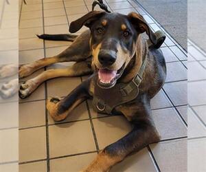 Bloodhound-Doberman Pinscher Mix Dogs for adoption in Burbank, CA, USA