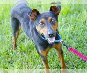 Mutt Dogs for adoption in Tallahassee, FL, USA
