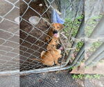 Small #1 Jack Russell Terrier-Redbone Coonhound Mix