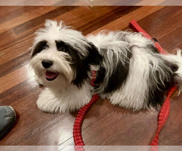 Medium Photo #3 Havanese Puppy For Sale in St. Louis Park, MN, USA