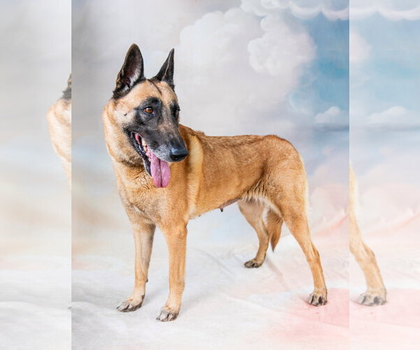 Medium Photo #2 Mutt Puppy For Sale in Pasadena, CA, USA