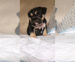 Small Photo #1 Bulldog Puppy For Sale in ALPINE, CA, USA