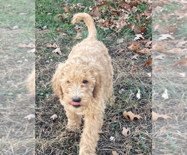 Medium Photo #6 Goldendoodle Puppy For Sale in BUFFALO, MO, USA