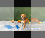 Small #3 Chihuahua Mix