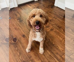 Father of the Goldendoodle puppies born on 09/05/2026