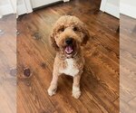 Small Photo #1 Goldendoodle Puppy For Sale in PICKENS, SC, USA