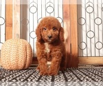 Small #2 Goldendoodle (Miniature)
