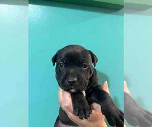 American Pit Bull Terrier-Labrador Retriever Mix Dogs for adoption in Roxboro, NC, USA