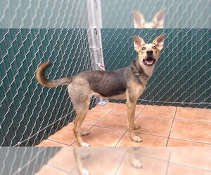 German Shepherd Dog Dogs for adoption in Downey, CA, USA
