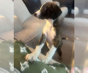 Labrador Retriever-Unknown Mix Dogs for adoption in Chester, VA, USA