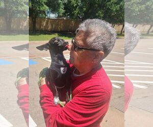 Chihuahua Dogs for adoption in Dallas, TX, USA