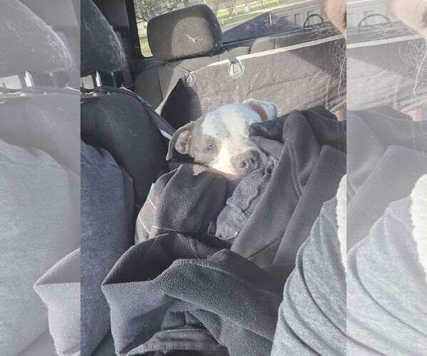 Medium Photo #16 Staffordshire Bull Terrier-Unknown Mix Puppy For Sale in The Woodlands, TX, USA