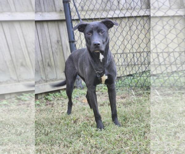 Medium Photo #7 Australian Kelpie Puppy For Sale in Westminster, MD, USA