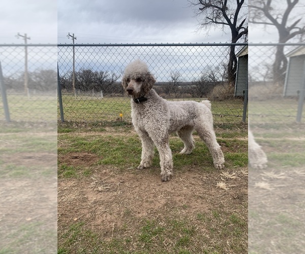 Medium Photo #1 Goldendoodle Puppy For Sale in OKEMAH, OK, USA