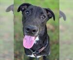 *RANGER - Male Labrador Retriever-Unknown Mix Dog for Adoption - Small photo