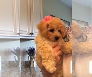 Poodle (Toy) Puppy for sale in COLUMBIA, TN, USA