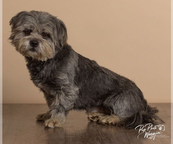 Medium Photo #2 Lhasa Apso-Unknown Mix Puppy For Sale in Claremore, OK, USA
