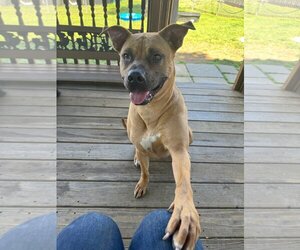 Black Mouth Cur-Boxer Mix Dogs for adoption in Martinsburg, WV, USA