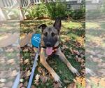Small #2 German Shepherd Dog