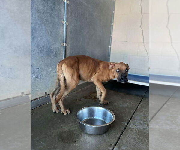 Medium Photo #4 Boxer Puppy For Sale in Austin, TX, USA