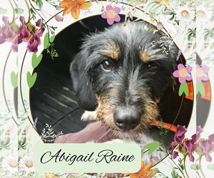 Dachshund-Unknown Mix Dogs for adoption in San Antonio, TX, USA