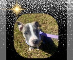 Small #22 Mutt