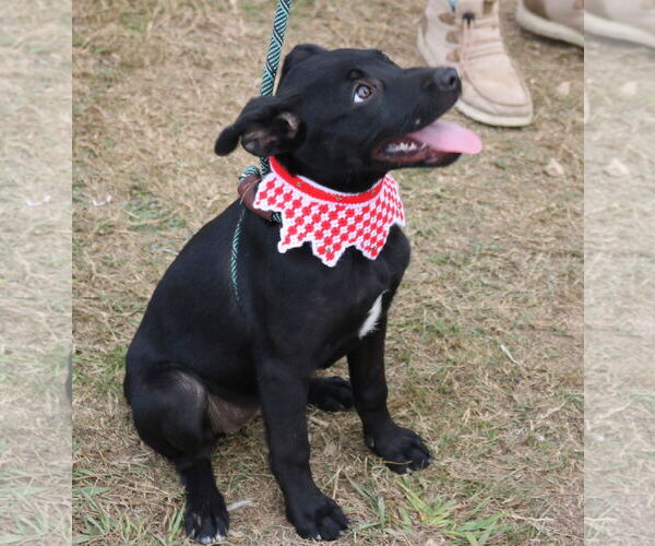 Medium Photo #3 Collie-Labrador Retriever Mix Puppy For Sale in Bandera, TX, USA