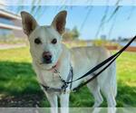 Small #1 Siberian Husky