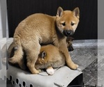 Small Photo #2 Shiba Inu Puppy For Sale in CAMDENTON, MO, USA