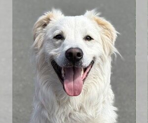 Riley - Male Mutt Dog for Adoption - Photo #5