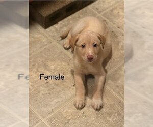 Labsky Dogs for adoption in Evansville, IN, USA