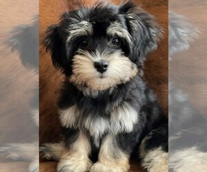 Havanese Puppy for sale in CYPRESS, TX, USA