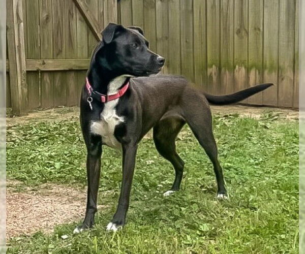 Medium Photo #3 Labrador Retriever-Unknown Mix Puppy For Sale in Germanton, TN, USA