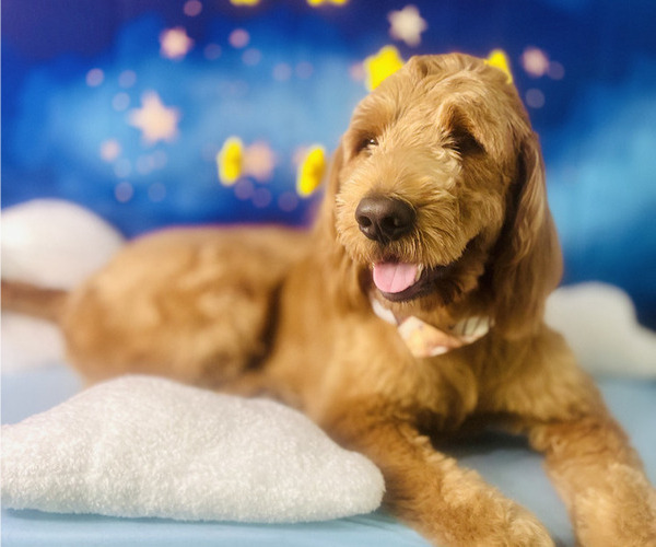Medium Photo #1 Goldendoodle Puppy For Sale in WACO, TX, USA