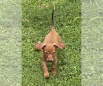Small Chiweenie