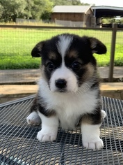 Pembroke Welsh Corgi Puppy for sale in CASTROVILLE, TX, USA