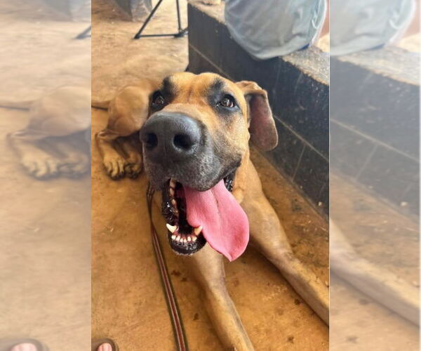 Medium Photo #4 Great Dane Puppy For Sale in Bullard, TX, USA