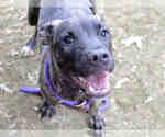 Small Plott Hound Mix