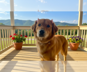 Golden Retriever Dogs for adoption in MIDWAY, UT, USA