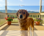 Small Golden Retriever
