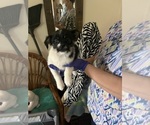 Small #9 Shorkie Tzu