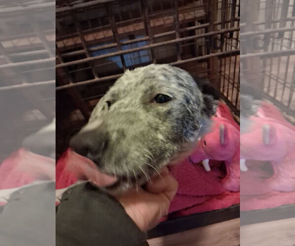 Medium Photo #1 Mutt Puppy For Sale in Pacific grove , CA, USA