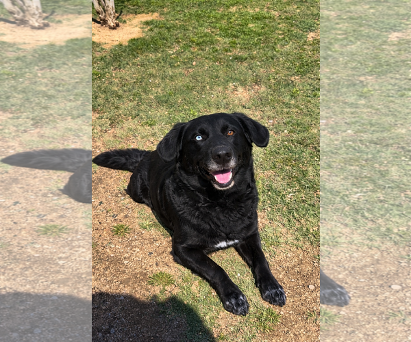 Medium Photo #3 Border-Aussie Puppy For Sale in Dallas, TX, USA