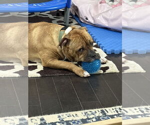 MARSHMALLOW (COURTESY POST) - Male Bulldog-Unknown Mix Dog for Adoption - Photo #2