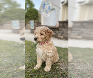 Aussiedoodle Miniature -Goldendoodle Mix Puppy for sale in MURFREESBORO, TN, USA