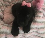 Small Photo #1 Labrador Retriever Puppy For Sale in CAPE CORAL, FL, USA